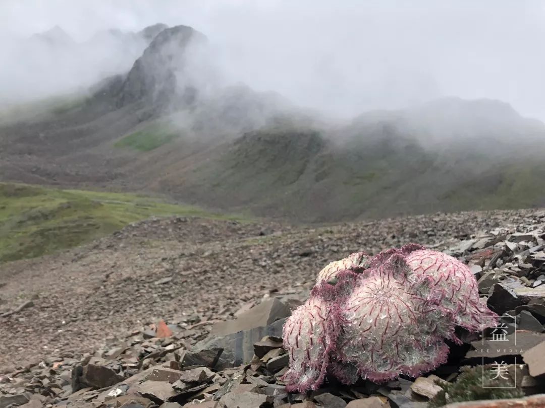 「昨日推文」哭泣的雪兔子，已经被人类挖到濒临灭绝！请高抬贵手放过它们吧！
