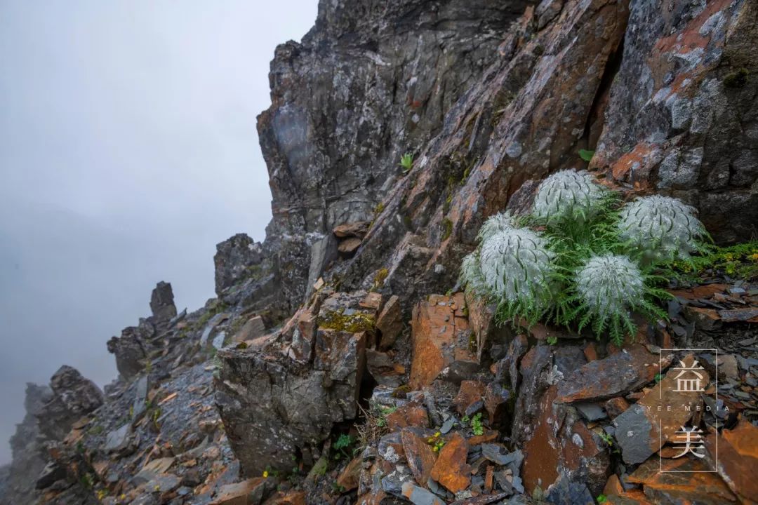 「昨日推文」哭泣的雪兔子，已经被人类挖到濒临灭绝！请高抬贵手放过它们吧！