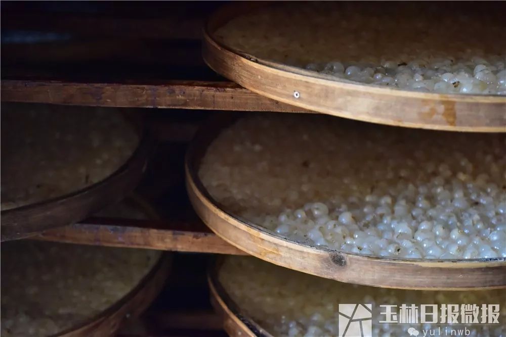 鐜夋灄鍦扮悊鏍囧織璇佹槑鍟嗘爣,鐜夋灄棣栦欢鍦扮悊鏍囧織璇佹槑鍟嗘爣