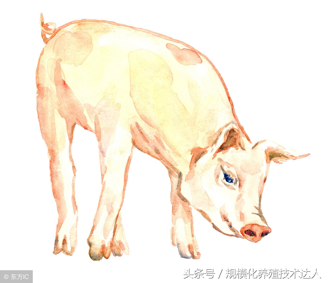 种猪耳缺怎么读,种猪场猪耳标的正确打法