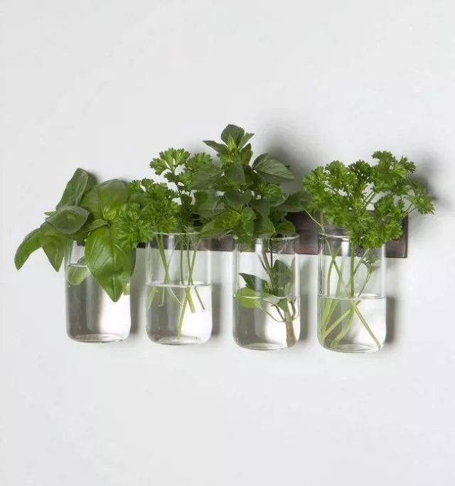 涨知识养花,涨知识养花不想长虫