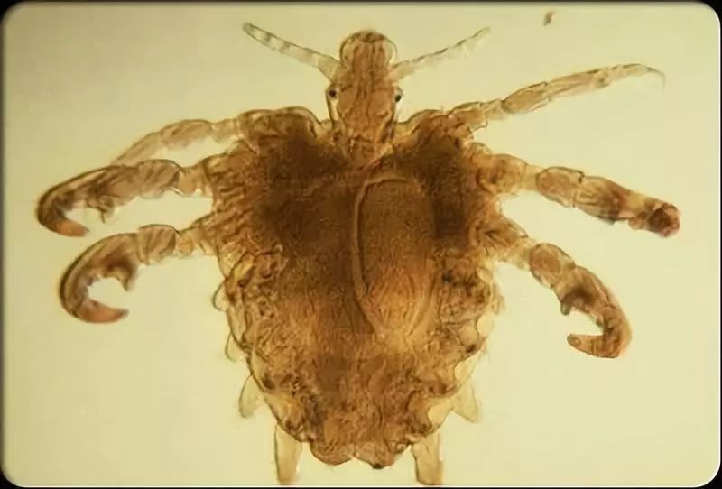 奇痒无比怎么形容,奇痒无比意思