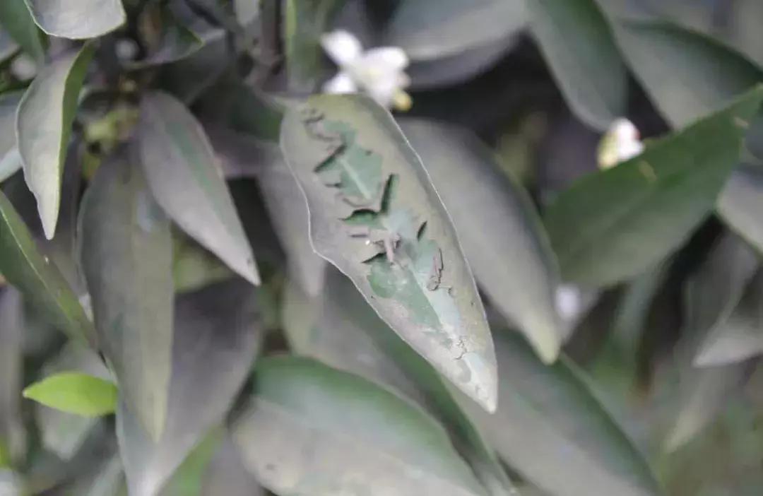 柑橘烟煤病怎么防治,柑橘第一大害防治