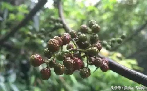 鐐掕彍鐢ㄧ敓濮滃彲浠ユ场鑴氬悧,鐐掕彍娉℃