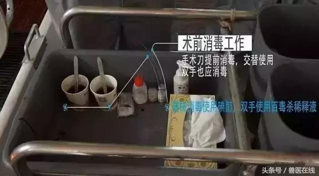 养猪阉猪技术,养猪怎么阉仔猪呢