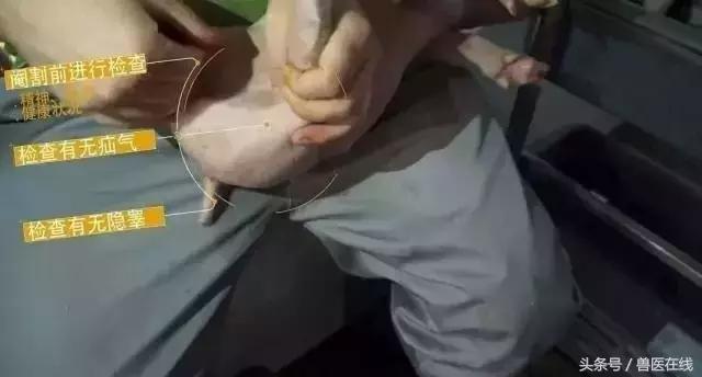 养猪阉猪技术,养猪怎么阉仔猪呢