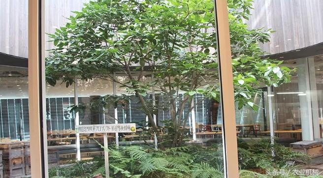 洋马发动机有限公司怎么样,洋马总部地址