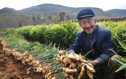 生姜种植的密度多少最好,种植生姜哪个地方最好