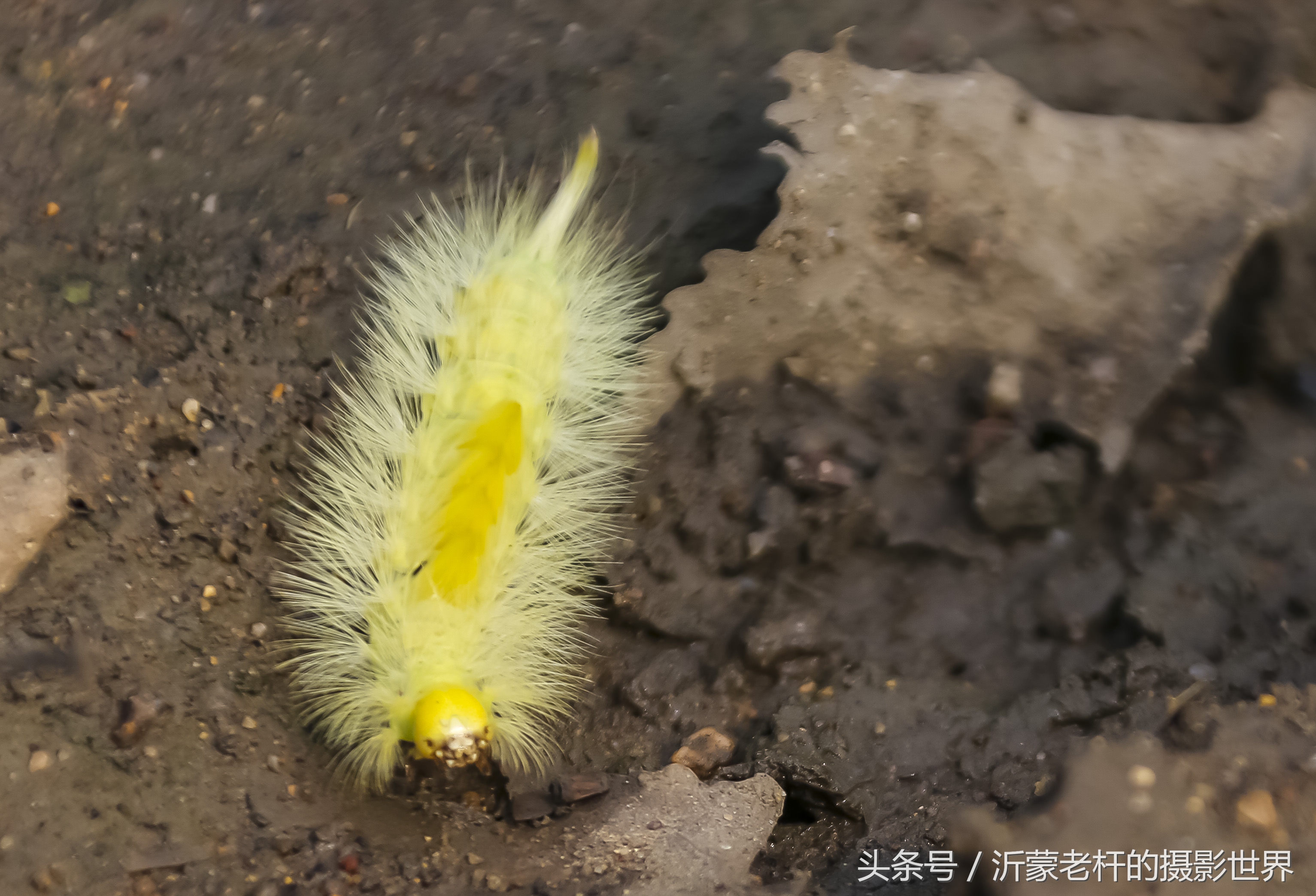 还记得家乡的红枣树吗,还记得家乡的那棵红枣树吗