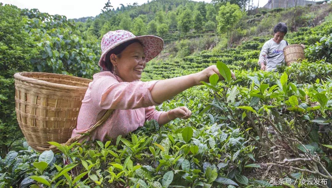 茶乡“领头阳”的人善茶方纯