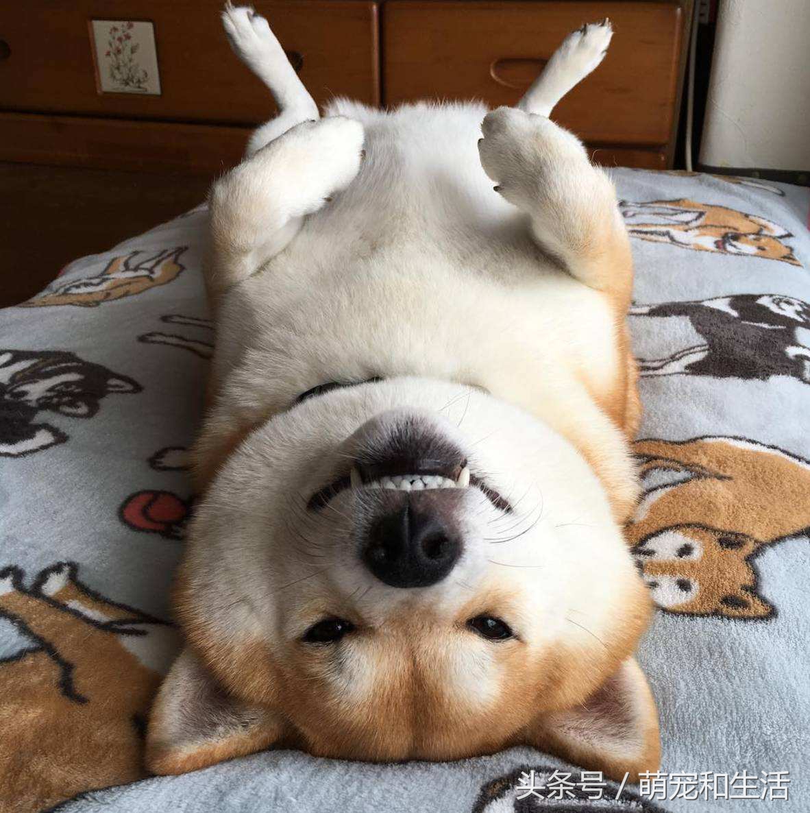 土狗有皮肤病应该怎么打理,宠物常见的皮肤病及治疗方法