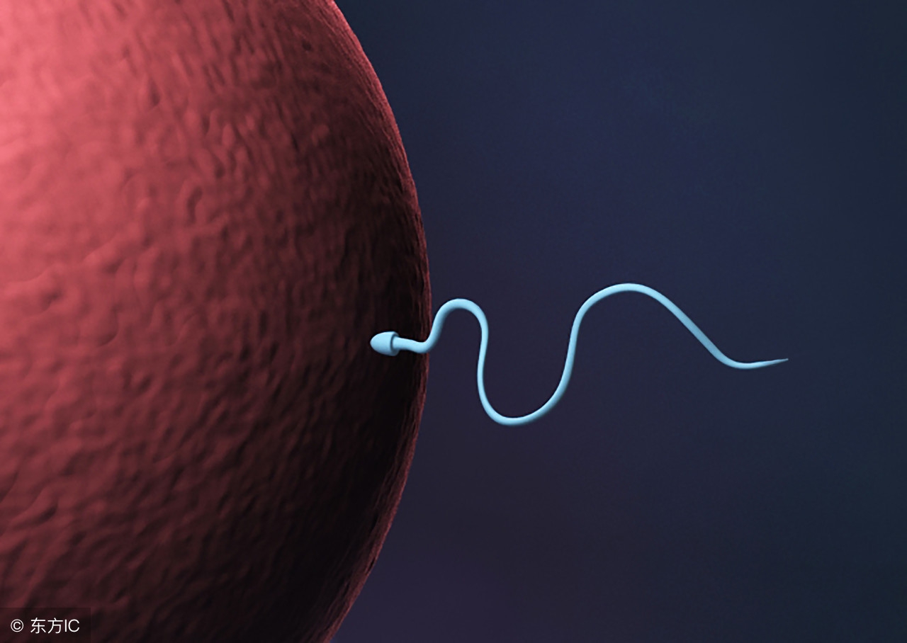 一颗精子两颗卵子受孕,一颗精子和卵子相遇过程