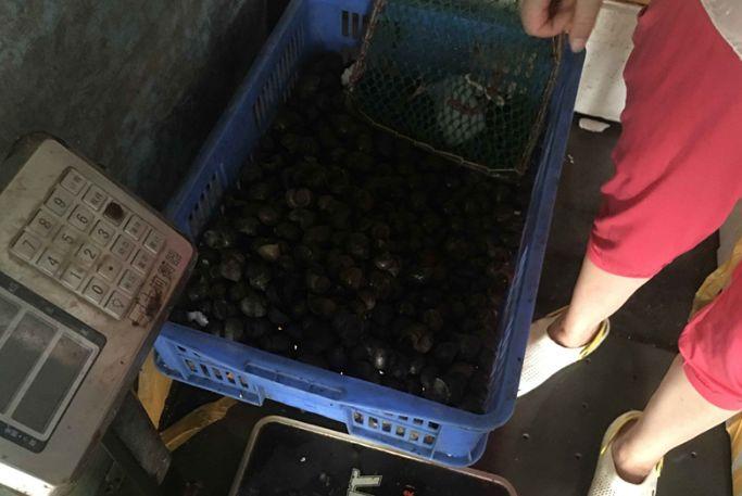 严重可能致痴呆，甚至死亡！海宁又出现这种螺，繁殖快，快提醒大家！