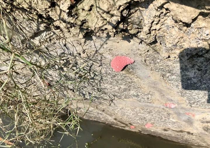 严重可能致痴呆，甚至死亡！海宁又出现这种螺，繁殖快，快提醒大家！