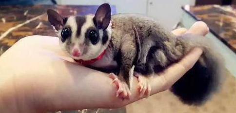 最玻璃心的宠物界新秀——蜜袋鼯玻璃心?爱自杀?