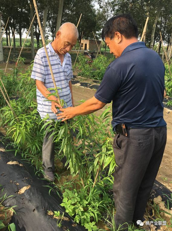 提高碳氮比有利于花芽分化,提升树体碳炭比