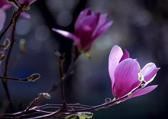 全国31省会城市的市花,全国56个市市花