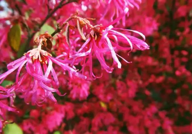 全国31省会城市的市花,全国56个市市花