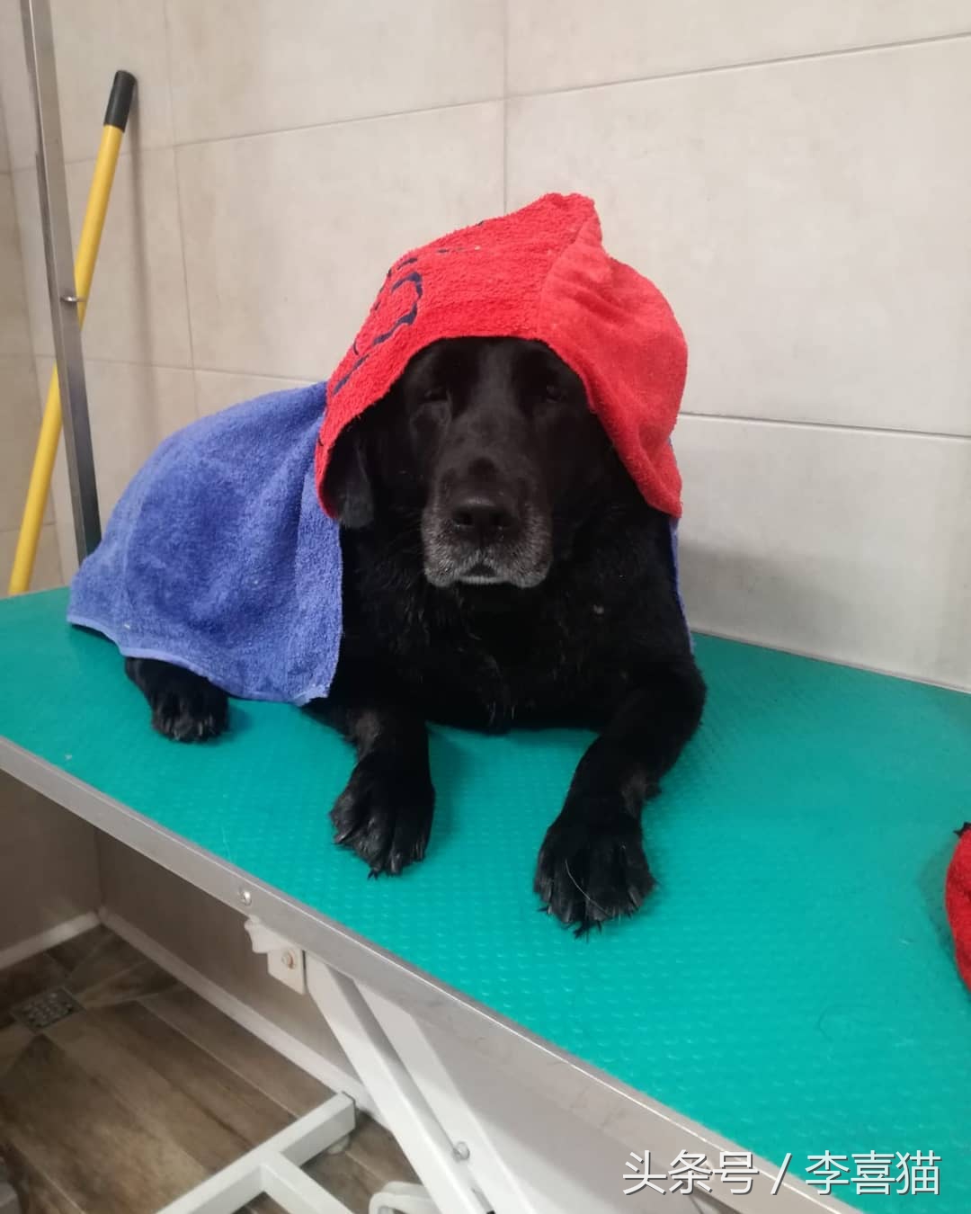 给狗狗洗澡是一门学问，学会这些技巧，不去宠物店自己也能搞定