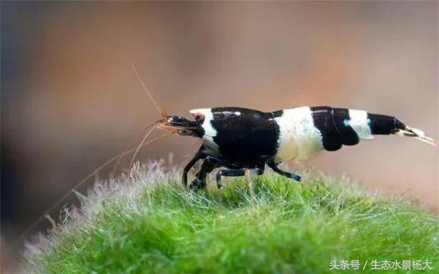 水晶虾开缸养水详细教程,开一个虾缸要多少钱