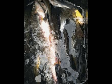 最新成都周边大型水库鱼情,成都周边野钓水库有哪些地方