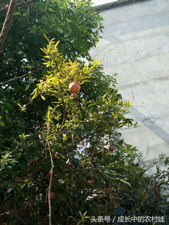 石榴营养丰富，药用价值高，连被我们吐掉的籽也含有较高营养价值