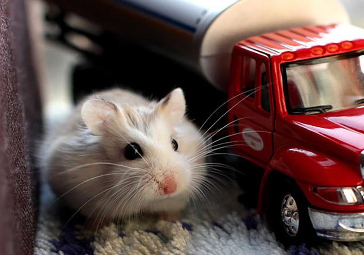 仓鼠被别的仓鼠咬了怎么办,养仓鼠怎么让仓鼠不咬人