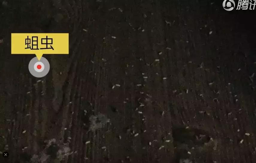 华人留学生欠租跑路房东进门崩溃,留学生欠房租