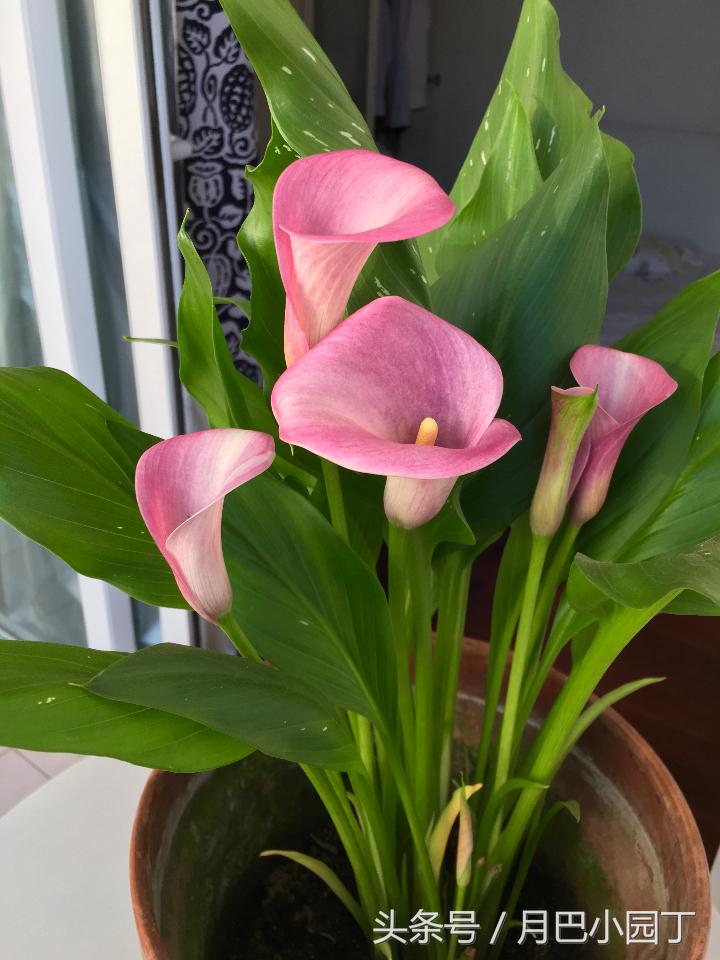 马蹄莲夏季怎么养才能开花快,马蹄莲怎么养护让它第二年开花