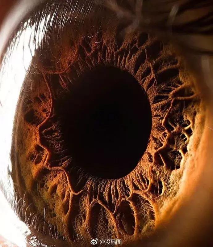 纳粹集中营1945,1945年德国集中营