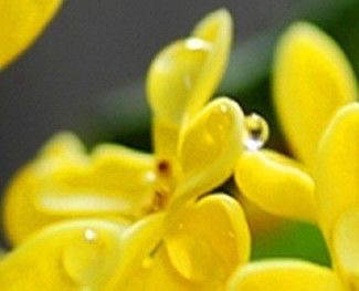 桂花飘香ll绿玉枝头万点黄，缕缕清香满庭芬