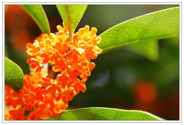 桂花飘香ll绿玉枝头万点黄，缕缕清香满庭芬