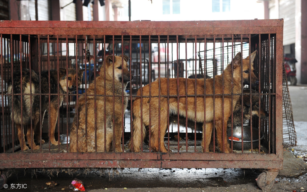 异烟肼毒狗，狗主人还没着急，吃狗肉的不干了