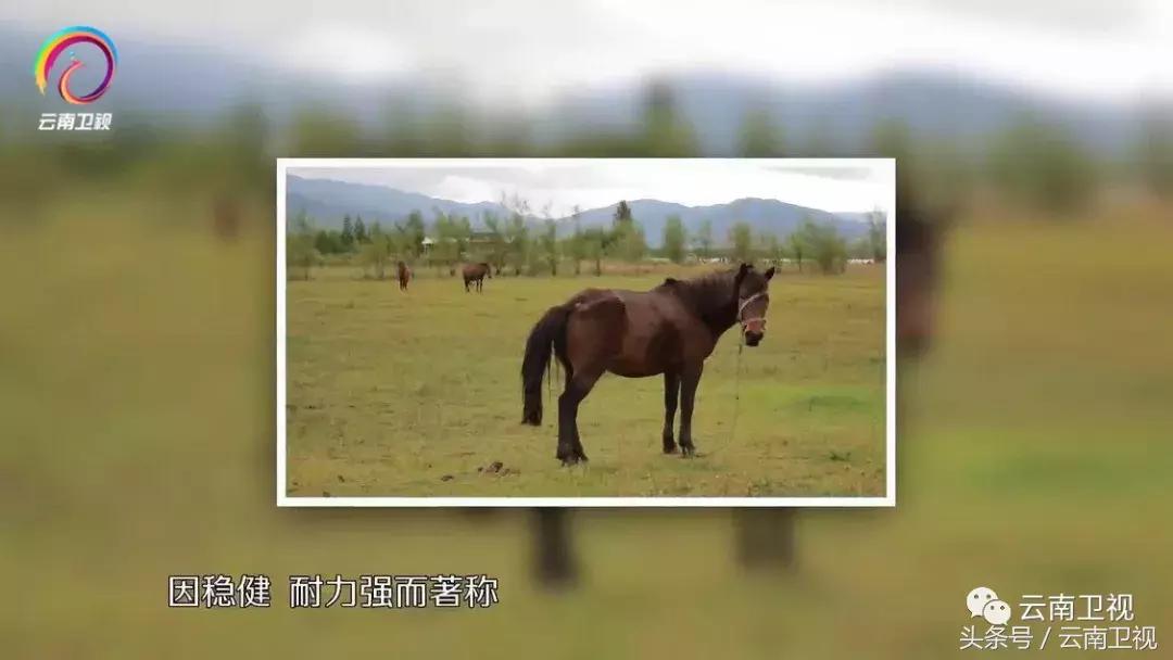 双胞胎潇洒骑马,双胞胎骑行川藏线
