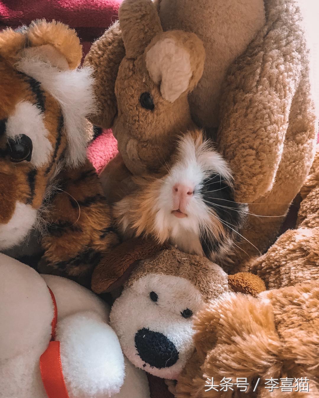 豚鼠成长过程,豚鼠为什么最适合当宠物