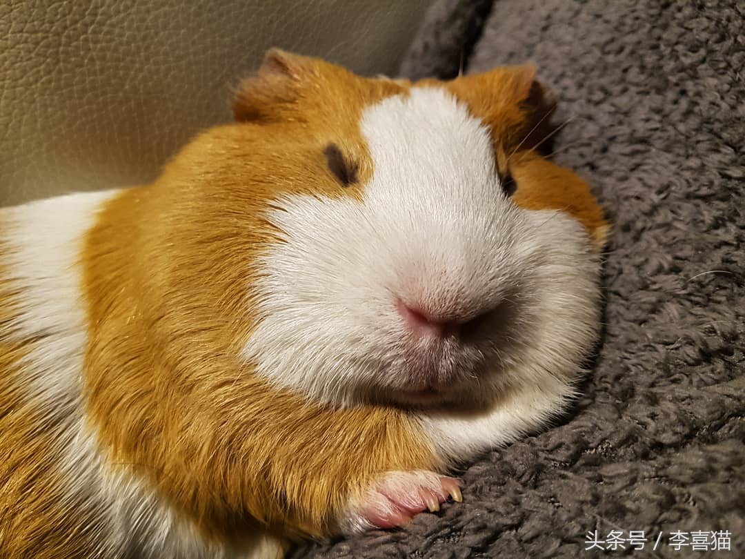 豚鼠成长过程,豚鼠为什么最适合当宠物