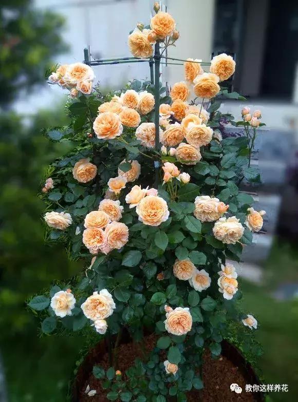 铜钱草修剪完干了如何补救,铜钱草与绿萝哪个好养