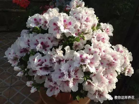 铜钱草修剪完干了如何补救,铜钱草与绿萝哪个好养