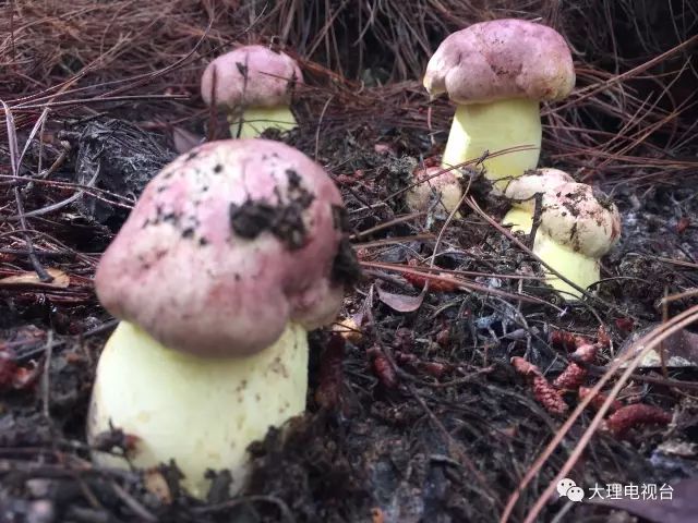 「周末去哪玩」上山捡菌乐无穷美味山珍饱口福