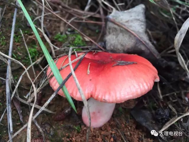 「周末去哪玩」上山捡菌乐无穷美味山珍饱口福