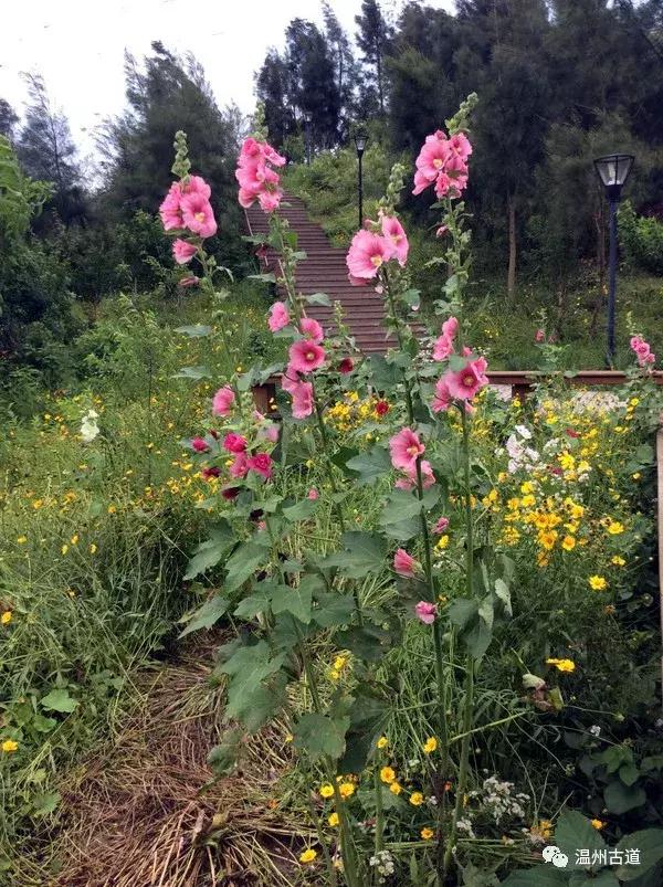 鹿西岛景区图,鹿西岛旅游攻略礁石拍照