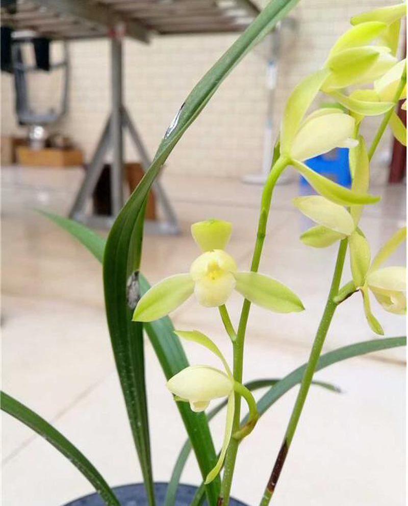 如何区分兰花品种优劣,如何判断兰花品种好坏