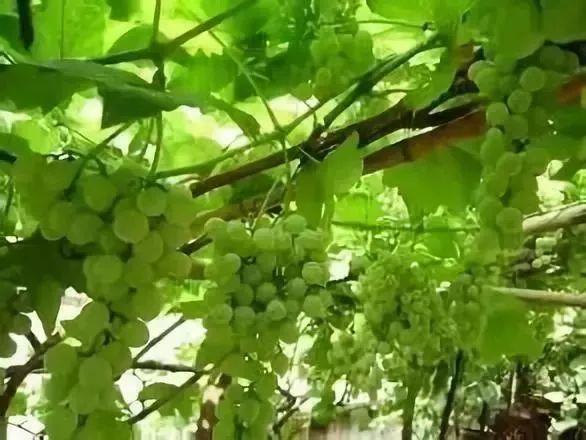 贵阳周边采摘水晶葡萄的地方,贵阳葡萄采摘地点推荐