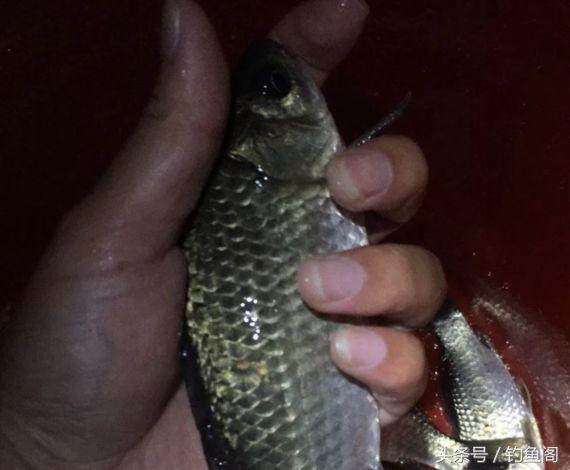 野钓蓝鲫和野战蓝鲫区别,夏季钓鲫鱼大河好还是小河好