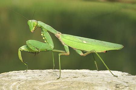 动物眼中的人类有多可怕,动物眼中的世界居然是这样