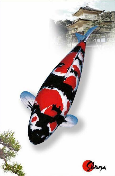 锦鲤风水养法大全,锦鲤养10条风水学有什么说法