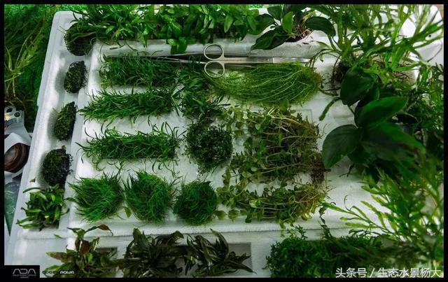 ada草缸造景什么意思,ada造景大赛60缸