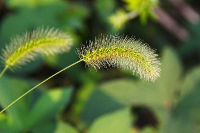 你还记得童年的狗尾草吗,狗尾草小时候