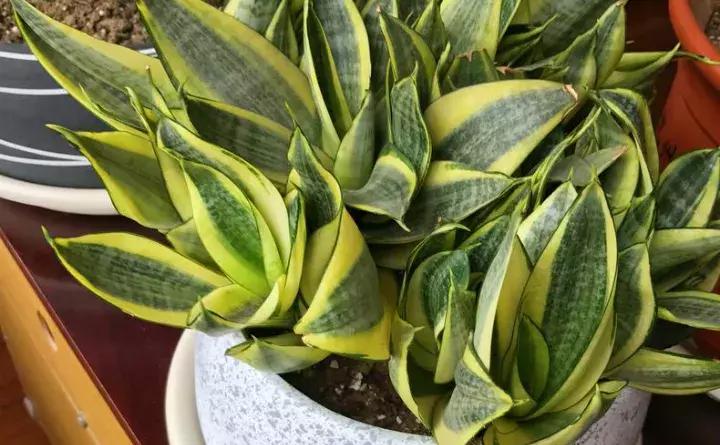 绿萝盆栽烂根了怎么办,君子兰绿萝叶子边发黄怎么办