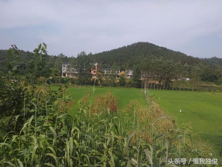 张光春最新视频,张光春钟祥